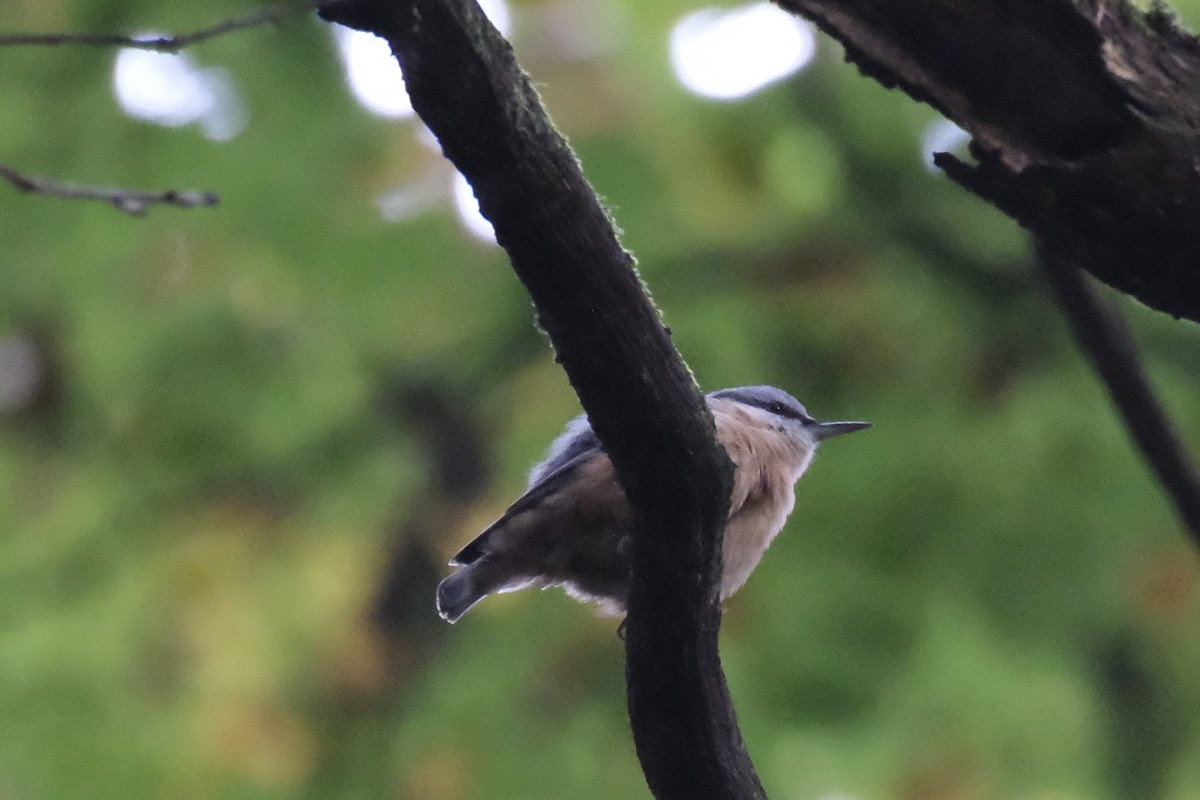 Eurasian Nuthatch - ML643752276