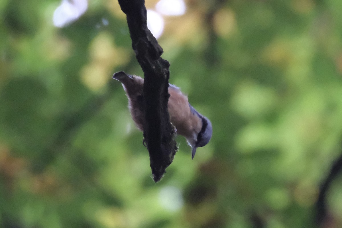 Eurasian Nuthatch - ML643752277