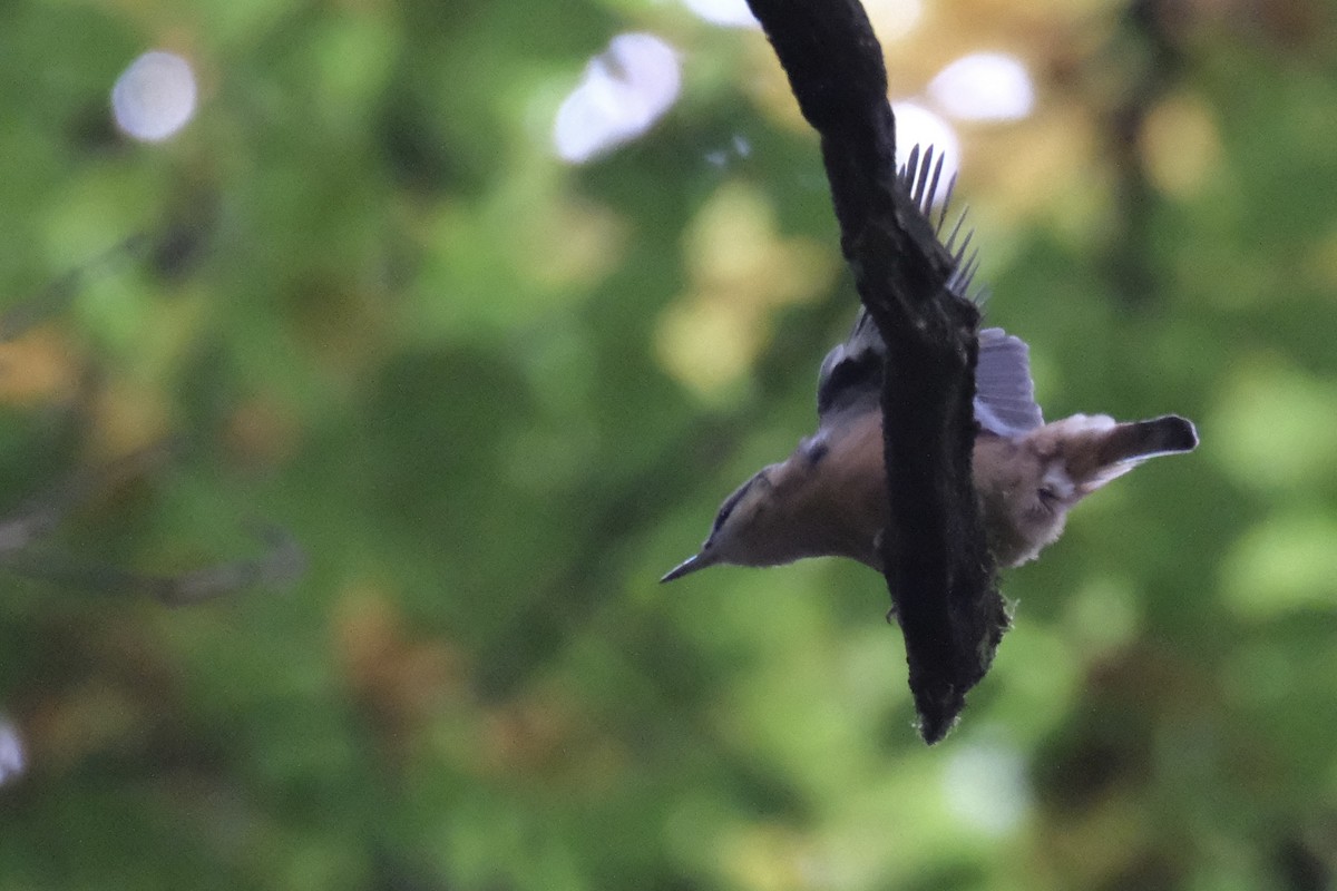 Eurasian Nuthatch - ML643752278