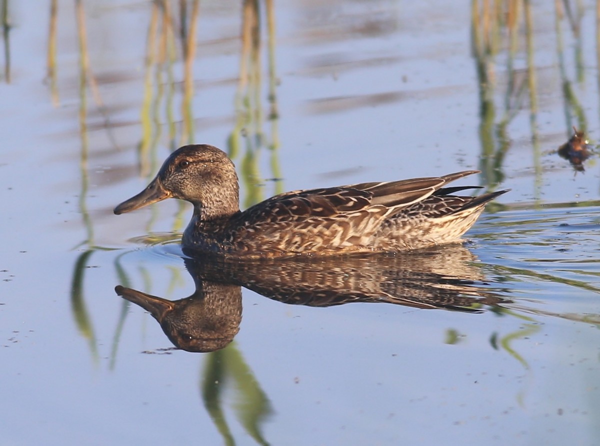 Green-winged Teal (Eurasian) - ML643752280