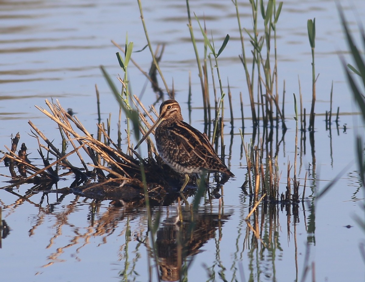 Шөвгөн хараалж - ML643752284