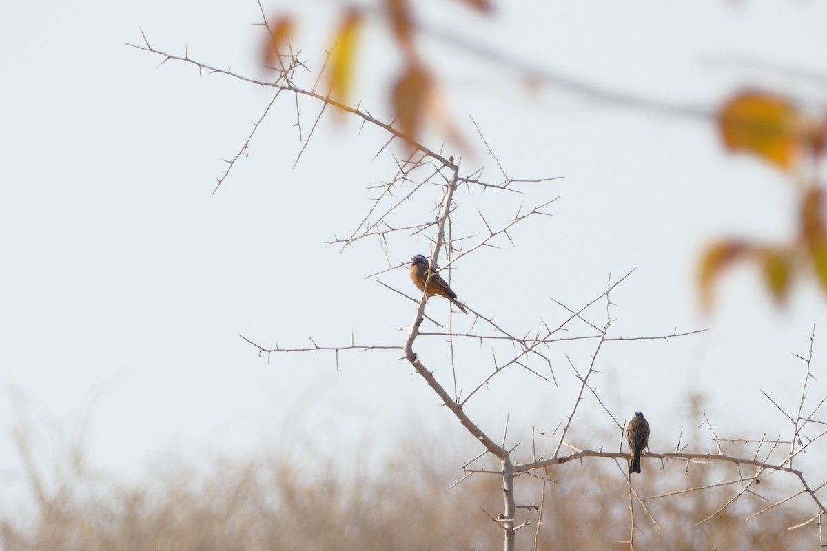 Cinnamon-breasted Bunting - ML643752310