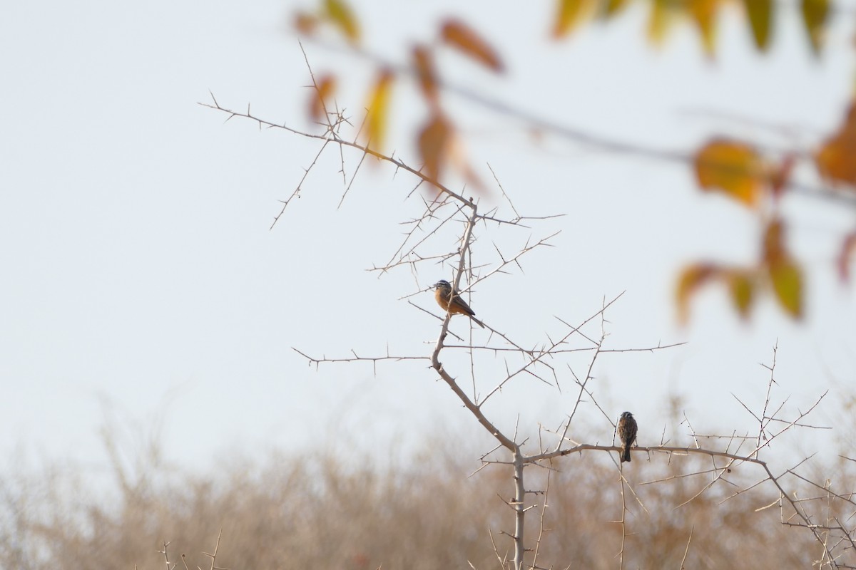 Cinnamon-breasted Bunting - ML643752311