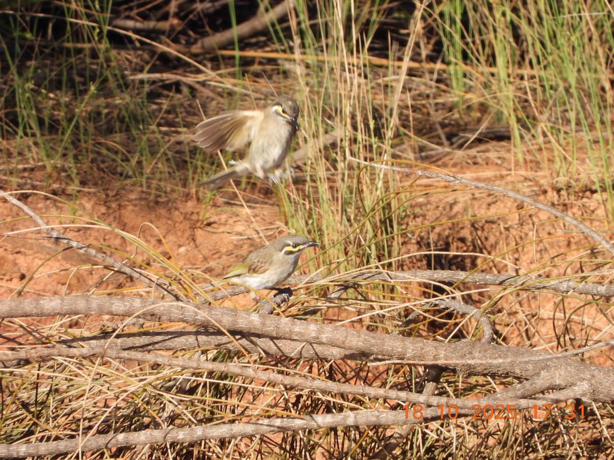 Yellow-faced Honeyeater - ML643752328