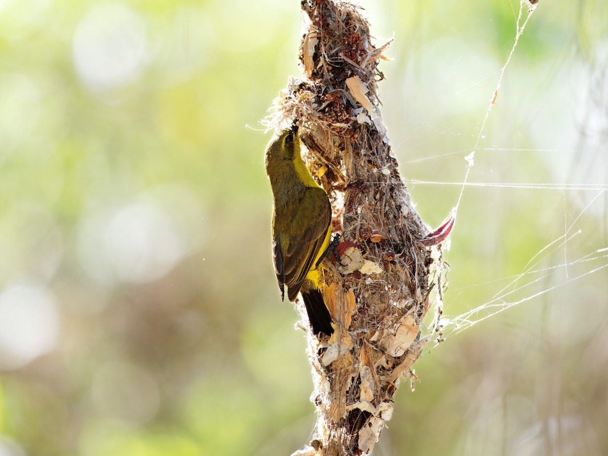 Sahul Sunbird - ML643752338