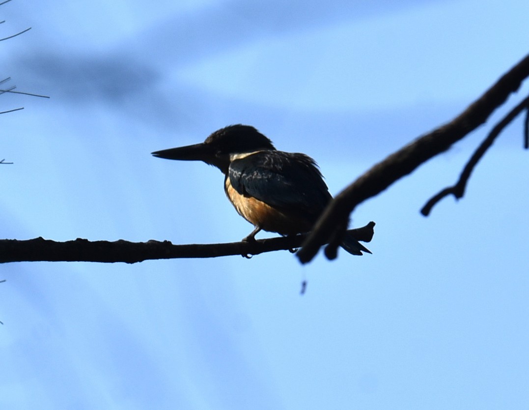 Sacred Kingfisher - ML643752344