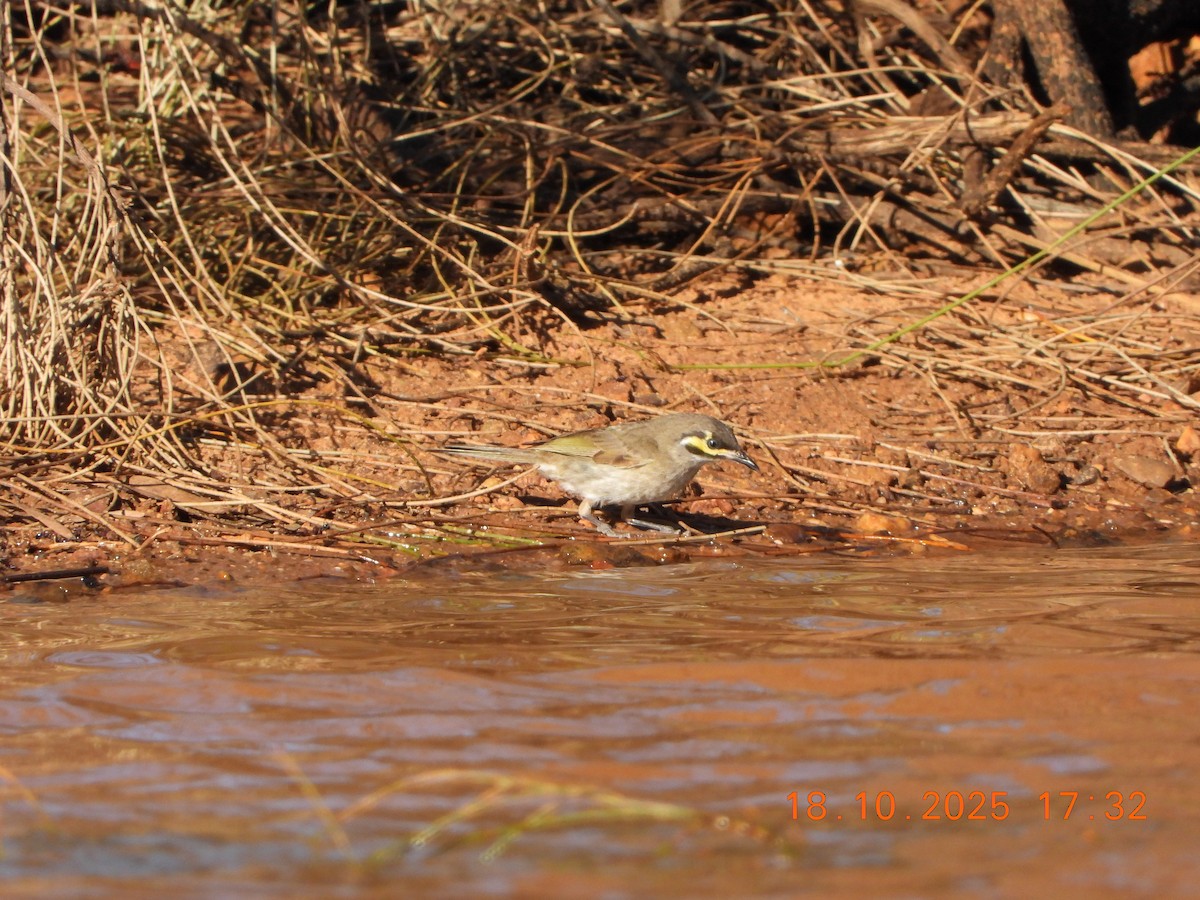 Yellow-faced Honeyeater - ML643752362