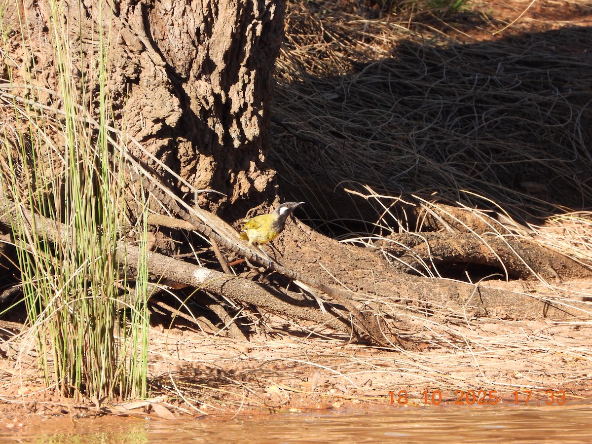 White-eared Honeyeater - ML643752367
