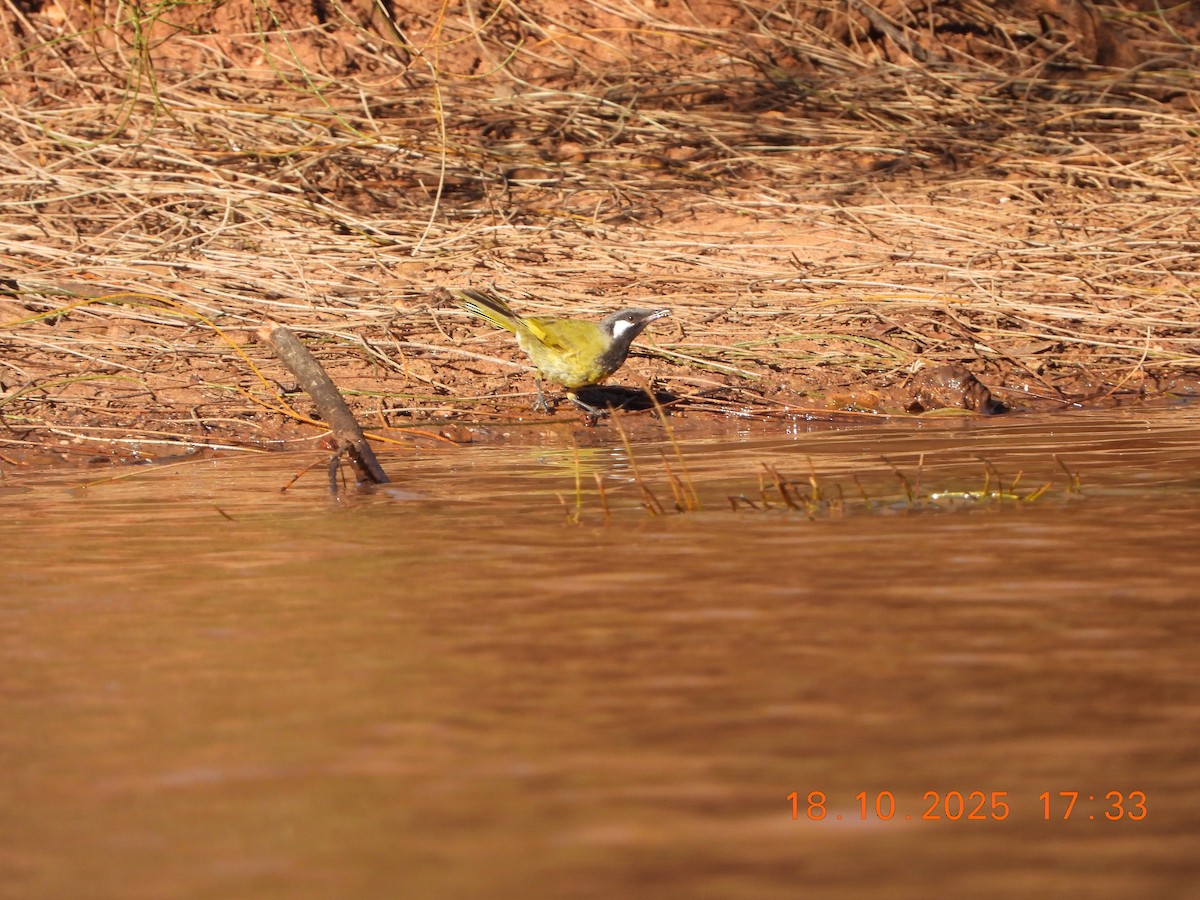 White-eared Honeyeater - ML643752373