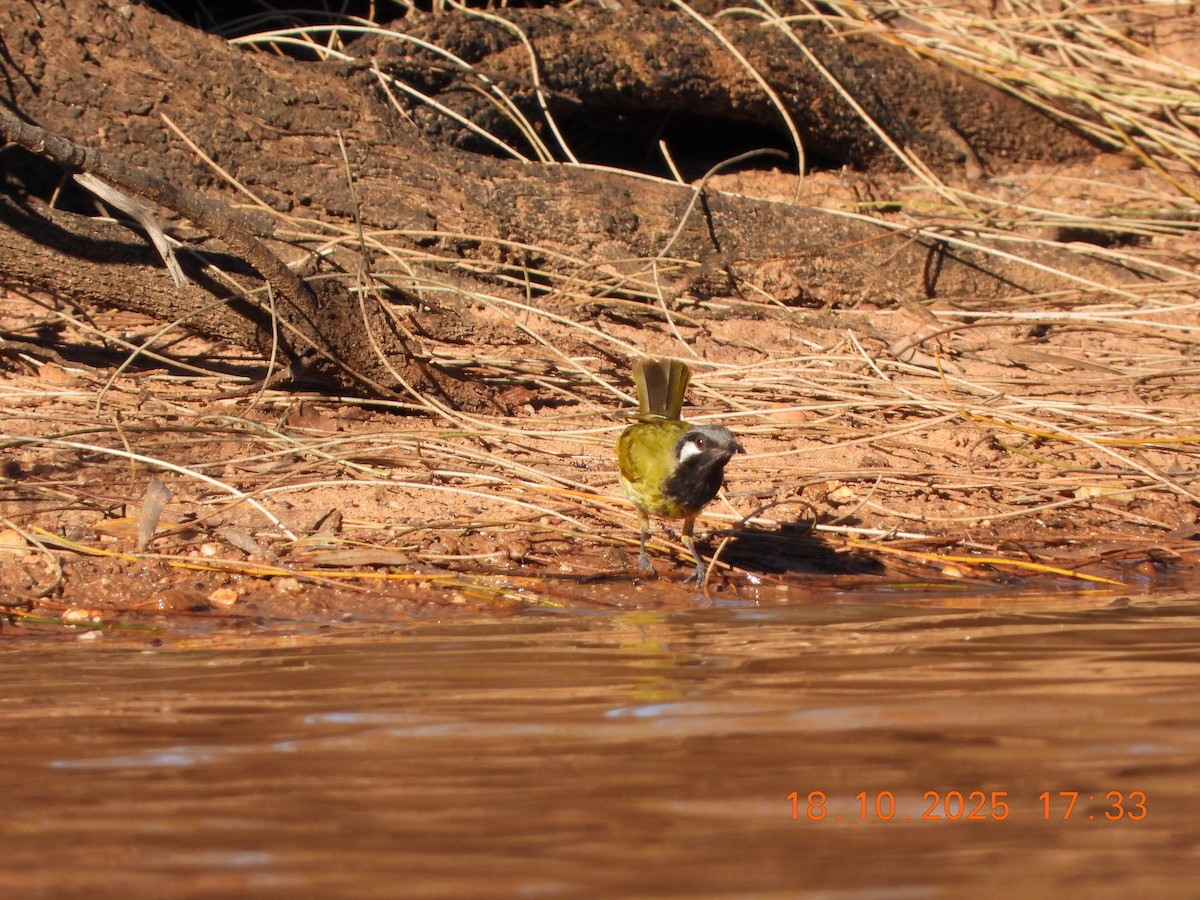 White-eared Honeyeater - ML643752374