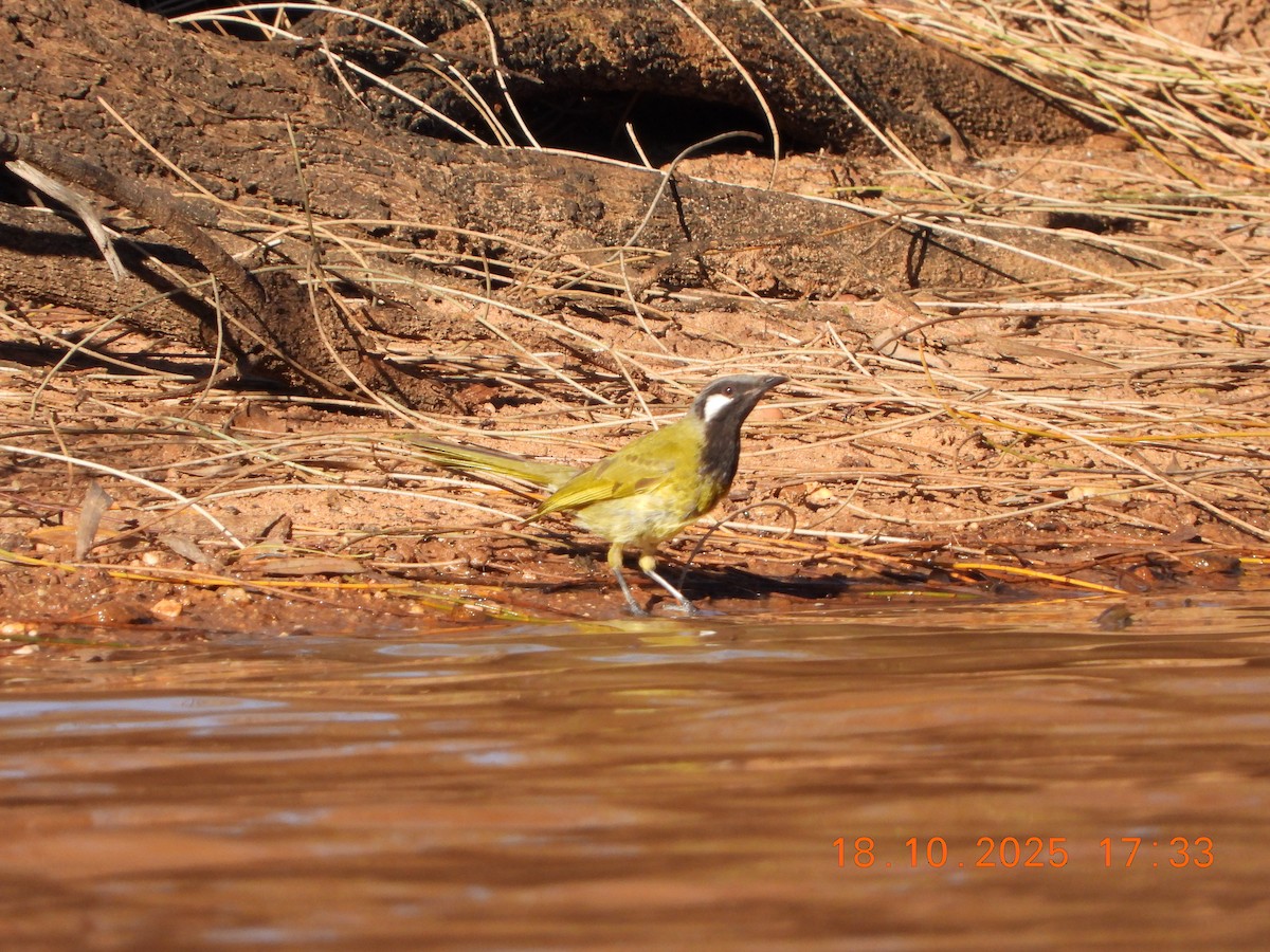 White-eared Honeyeater - ML643752375