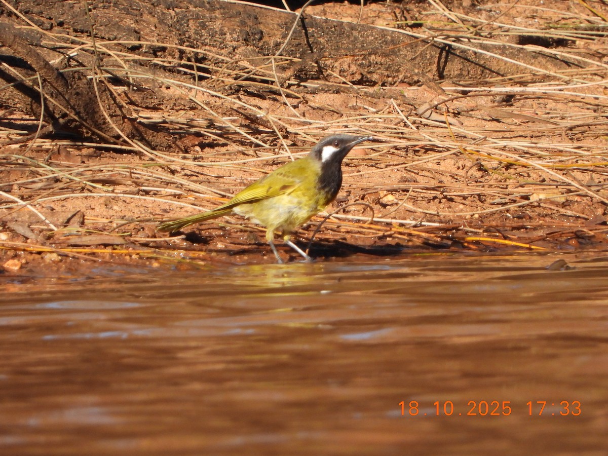 White-eared Honeyeater - ML643752376