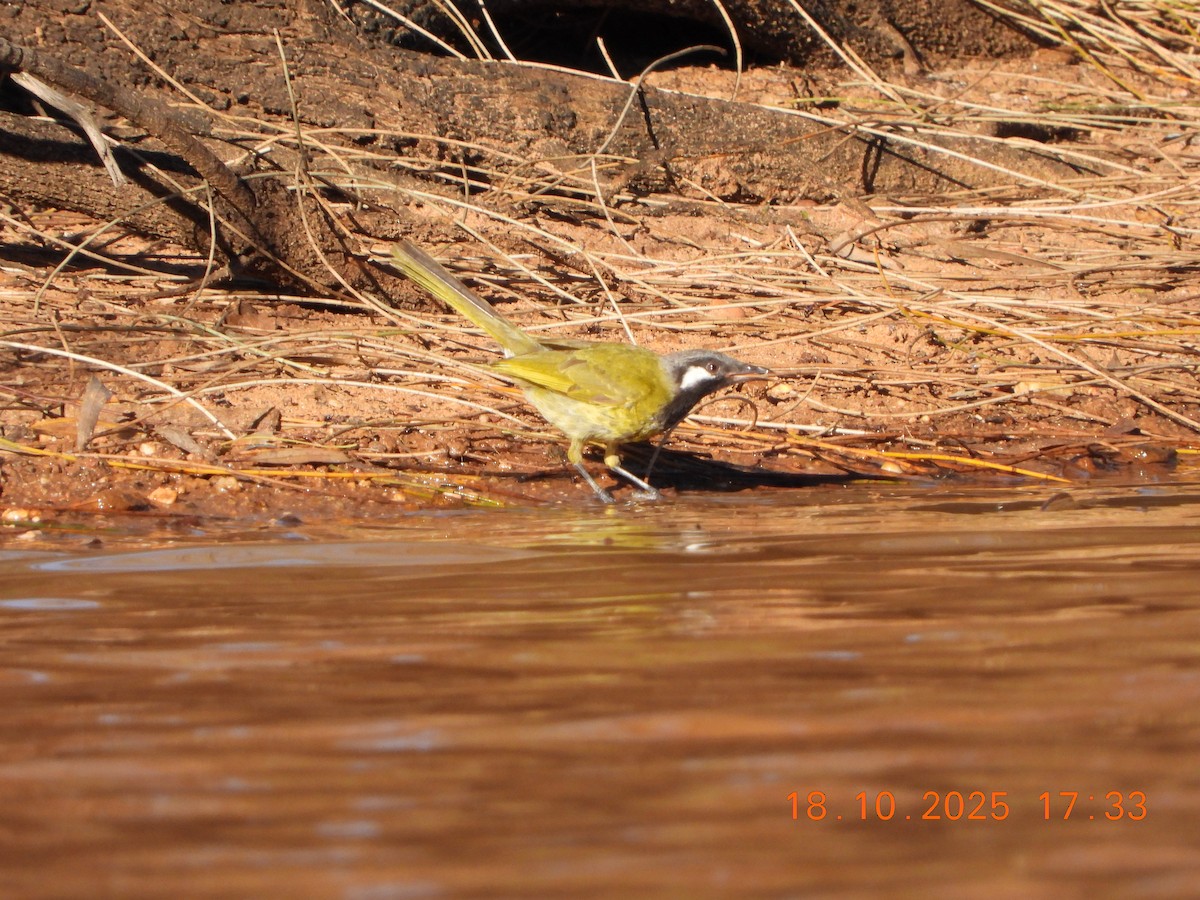 White-eared Honeyeater - ML643752377