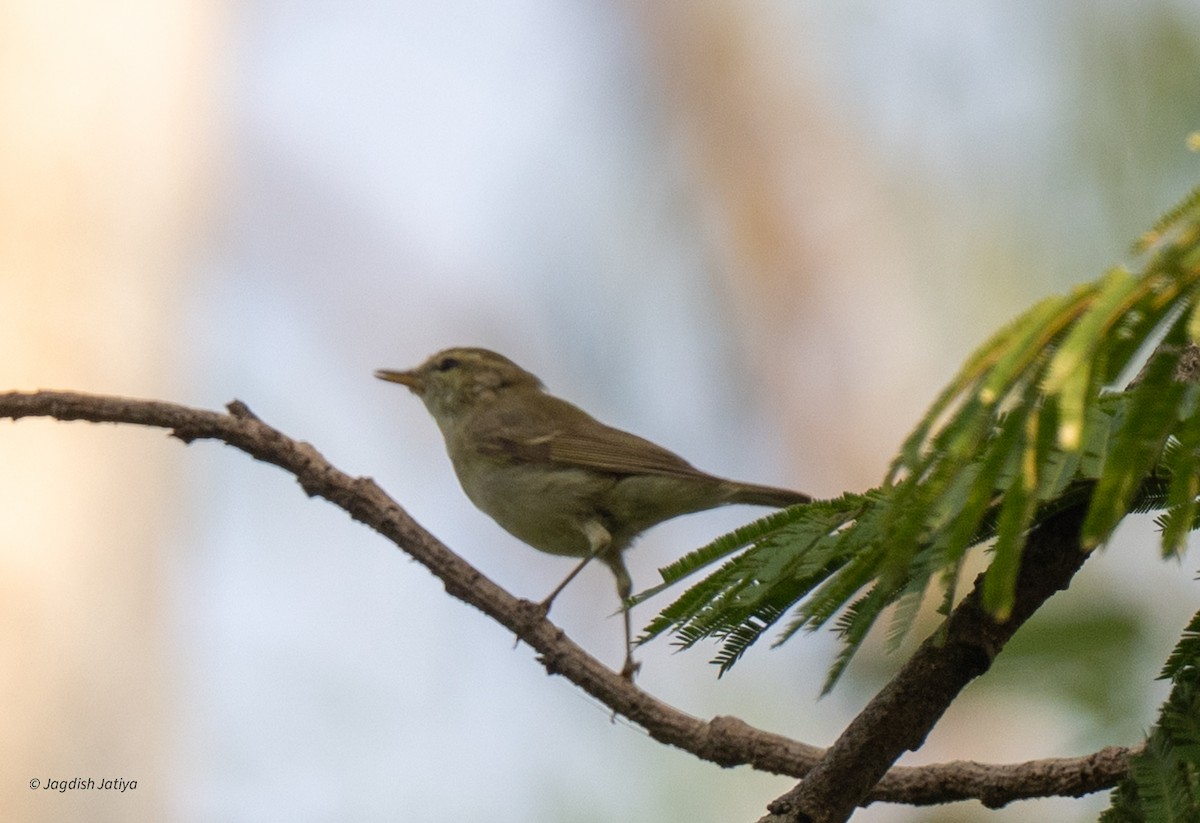 Mosquitero Verdoso - ML643752384