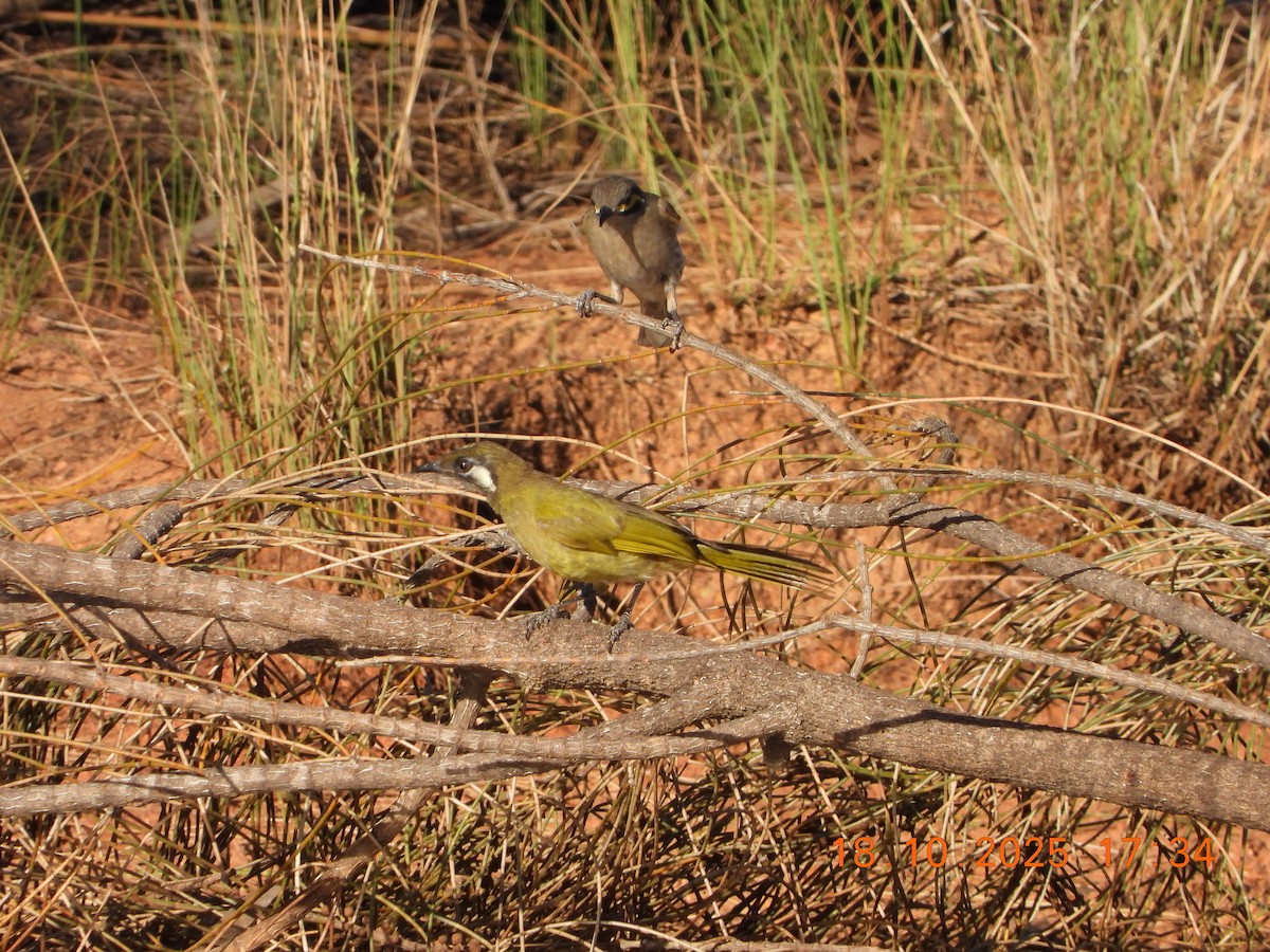 White-eared Honeyeater - ML643752385
