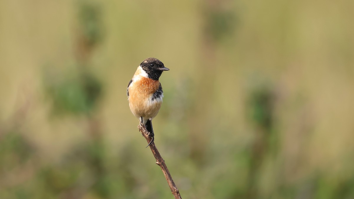 Tarabilla Siberiana - ML643752409