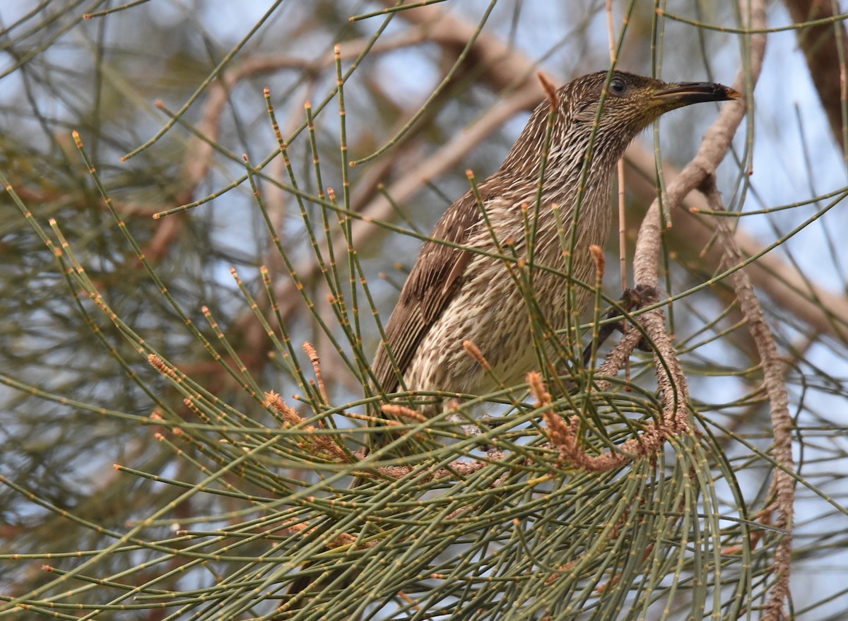 Little Wattlebird - ML643752422