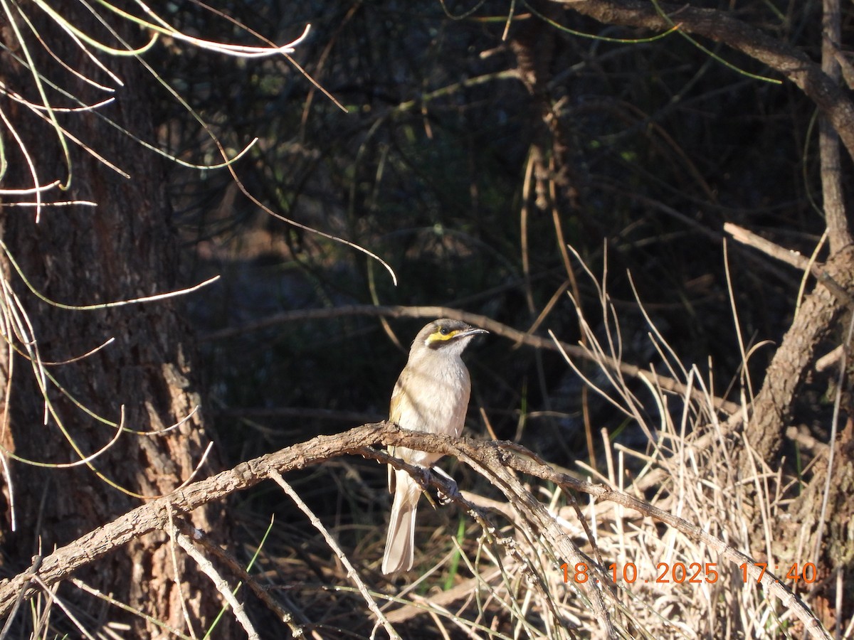Yellow-faced Honeyeater - ML643752423