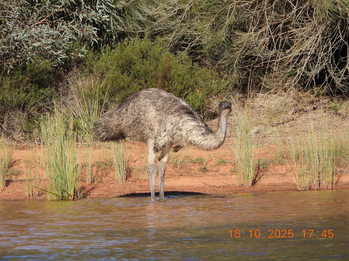 eBird Checklist - 18 Oct 2025 - Goonoo State Conservation Area - 22 species