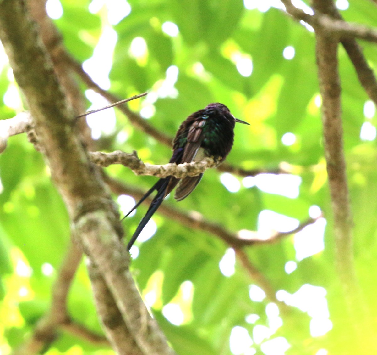 Swallow-tailed Hummingbird - ML643752439