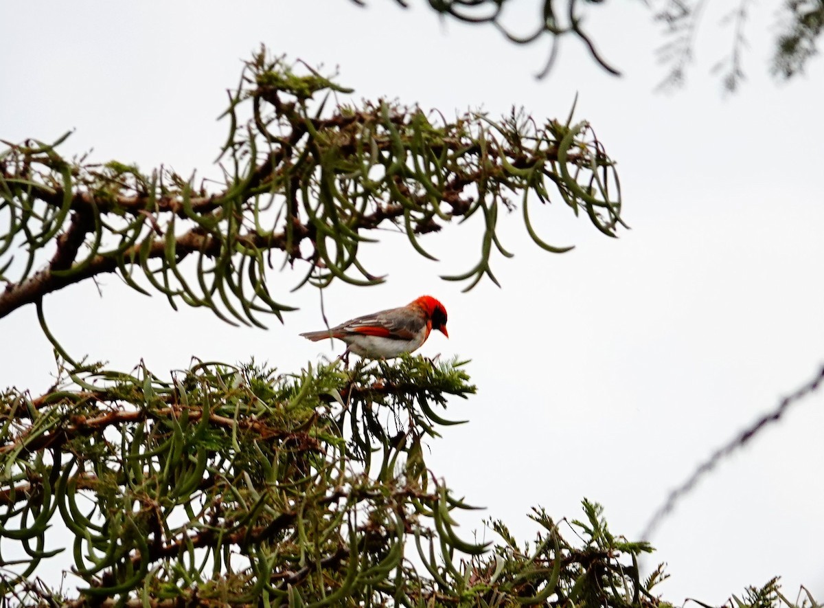 Red-headed Weaver - ML643752445