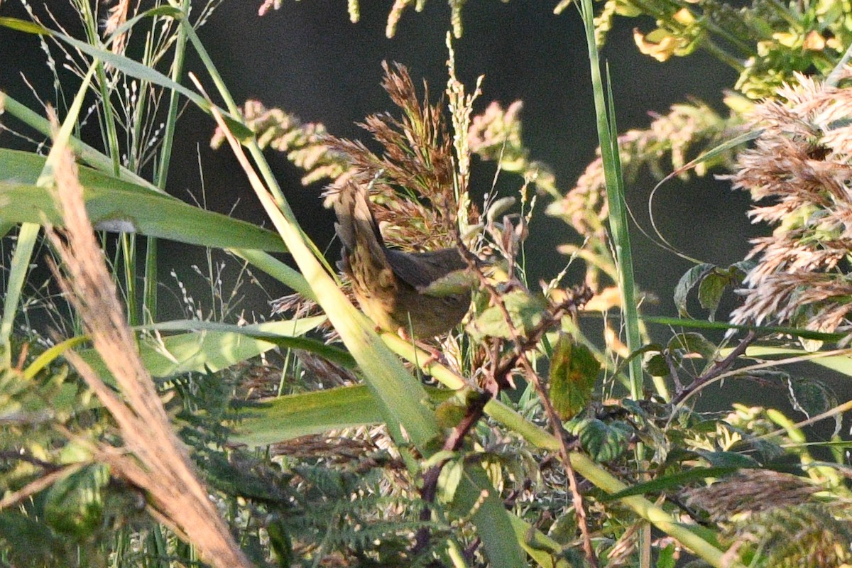 חרגולן מנומר - ML643752454