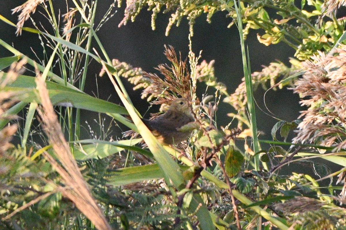 חרגולן מנומר - ML643752455
