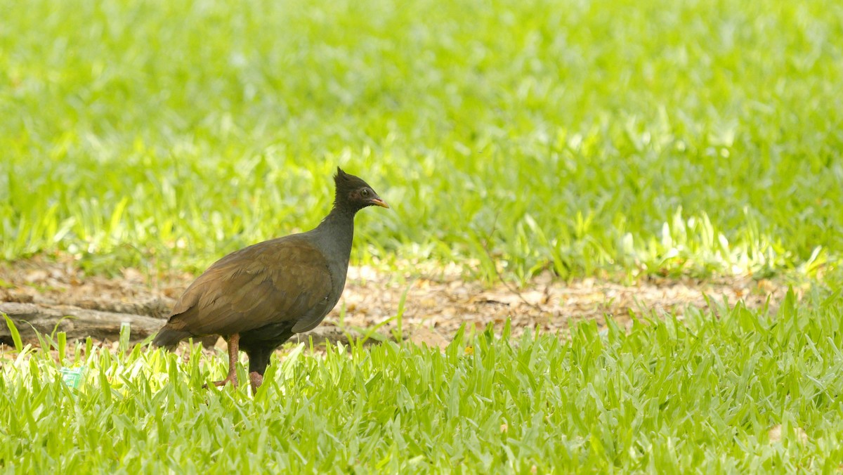 Orange-footed Megapode - ML643752462