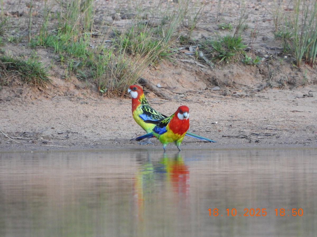 Eastern Rosella - ML643752464