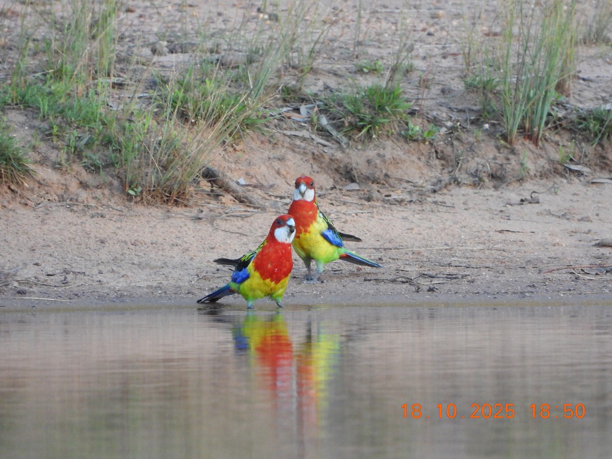 Eastern Rosella - ML643752465