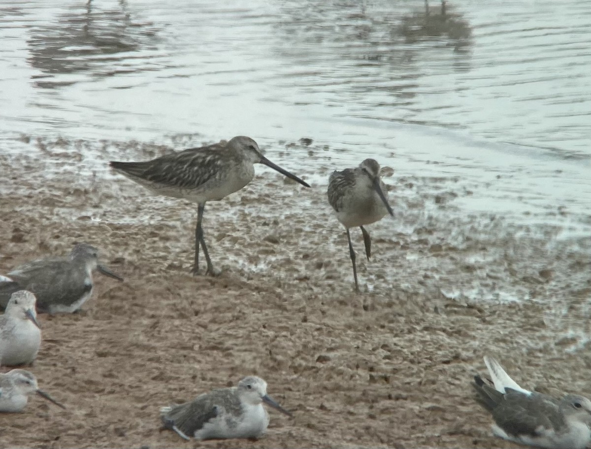 Asian Dowitcher - ML643752467