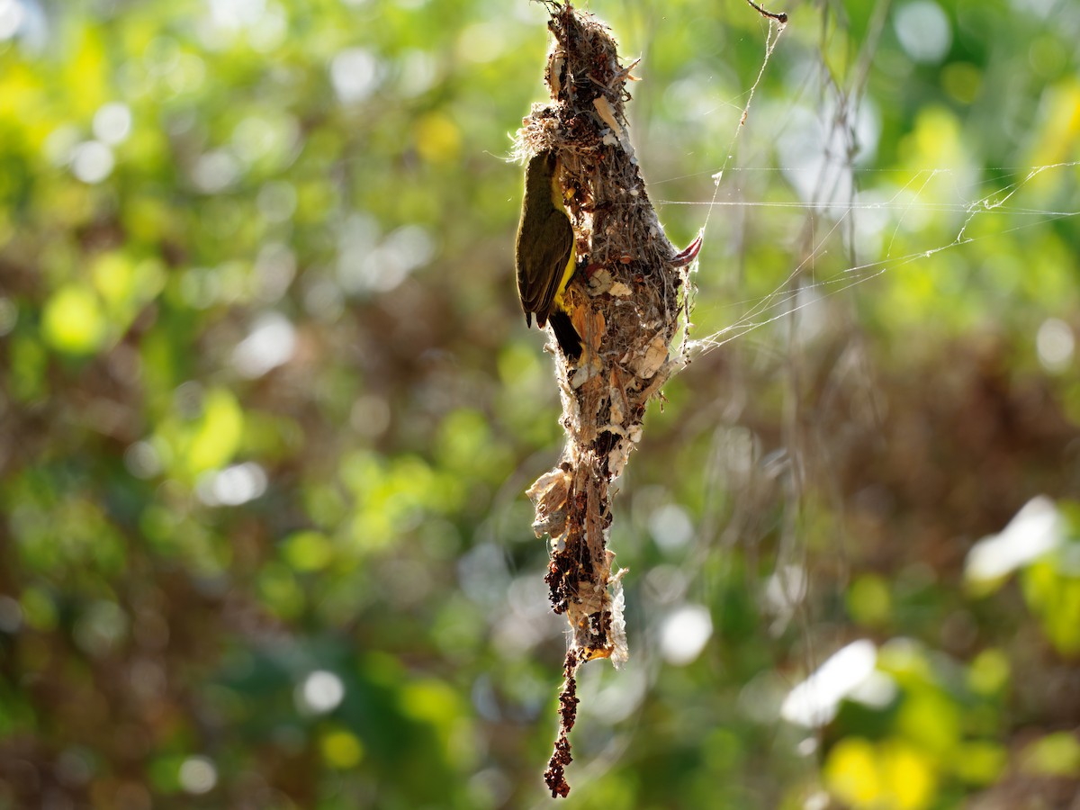 Sahul Sunbird - ML643752474
