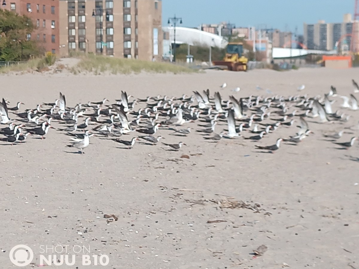 Black Skimmer - ML643752492