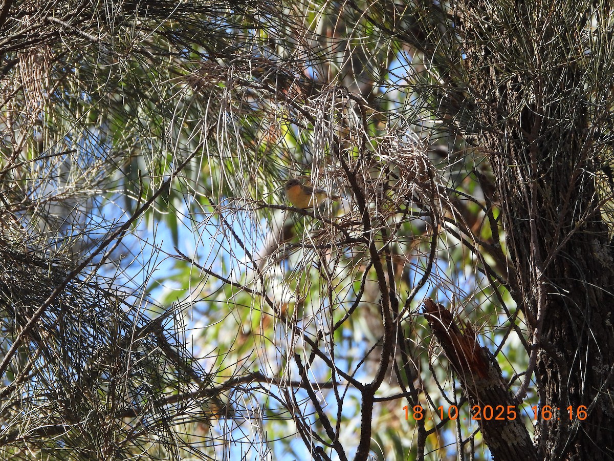 Yellow Thornbill - ML643752496