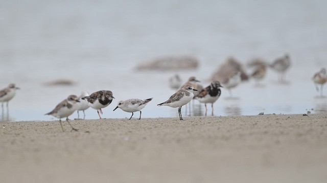 Tibetan Sand-Plover - ML643752499