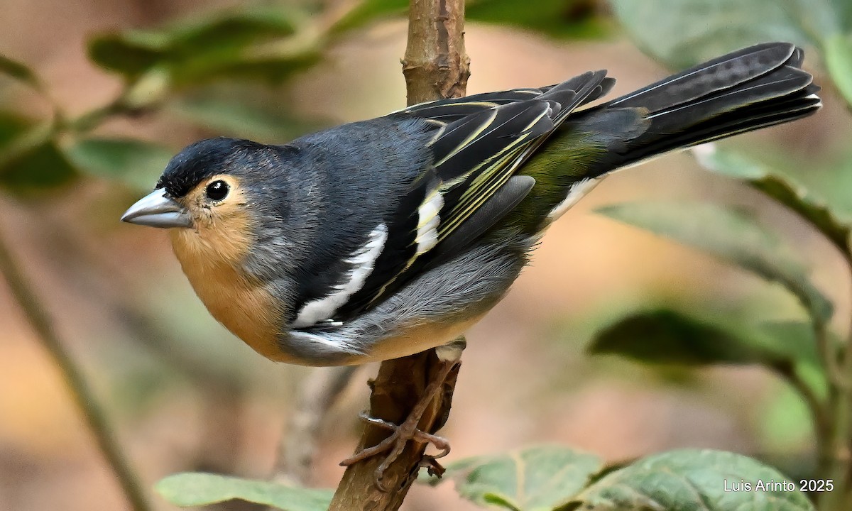 カナリアズアオアトリ　(canariensis/ombriosa) - ML643752503