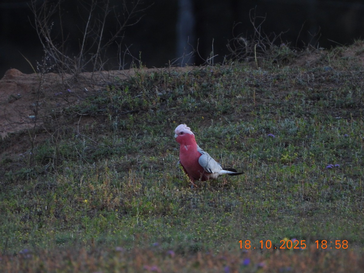 Galah - ML643752504