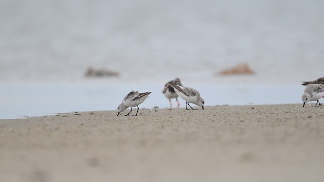 חופית לבנה - ML643752513