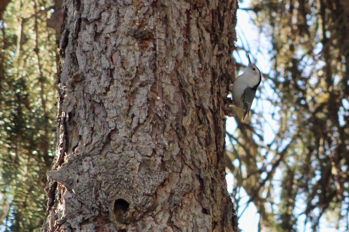 White-breasted Nuthatch - ML643752543