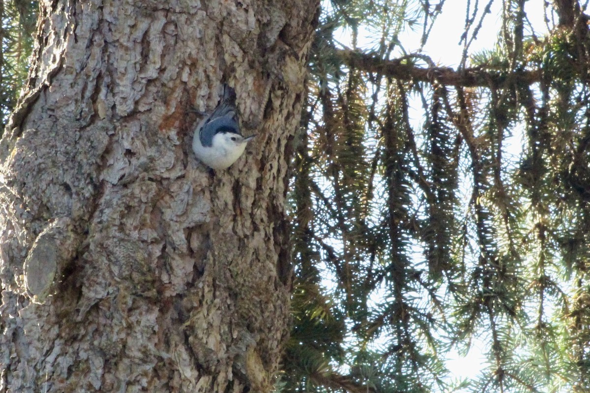 White-breasted Nuthatch - ML643752545