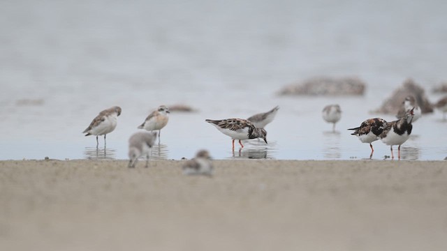 Ruddy Turnstone - ML643752548