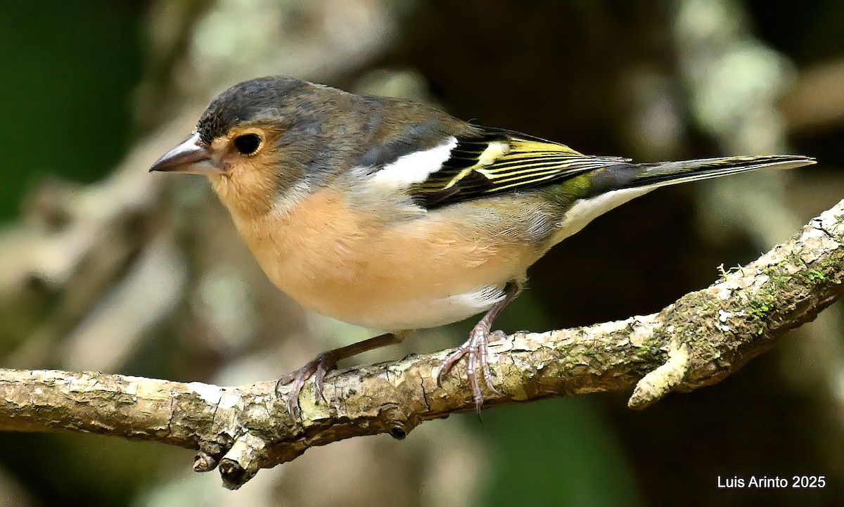 カナリアズアオアトリ　(canariensis/ombriosa) - ML643752560