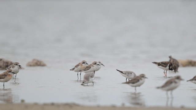 חופית לבנה - ML643752580