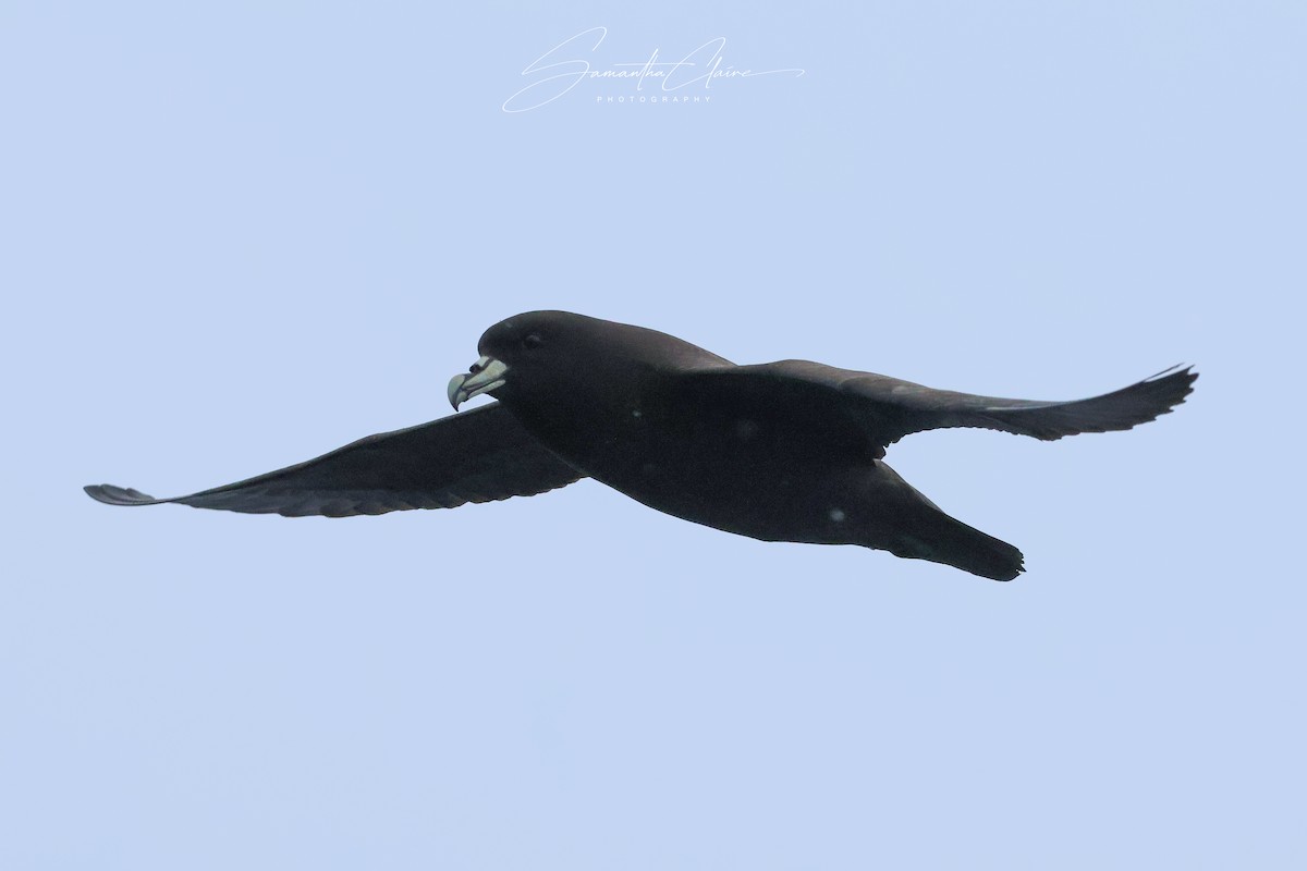 White-chinned Petrel - ML643752589