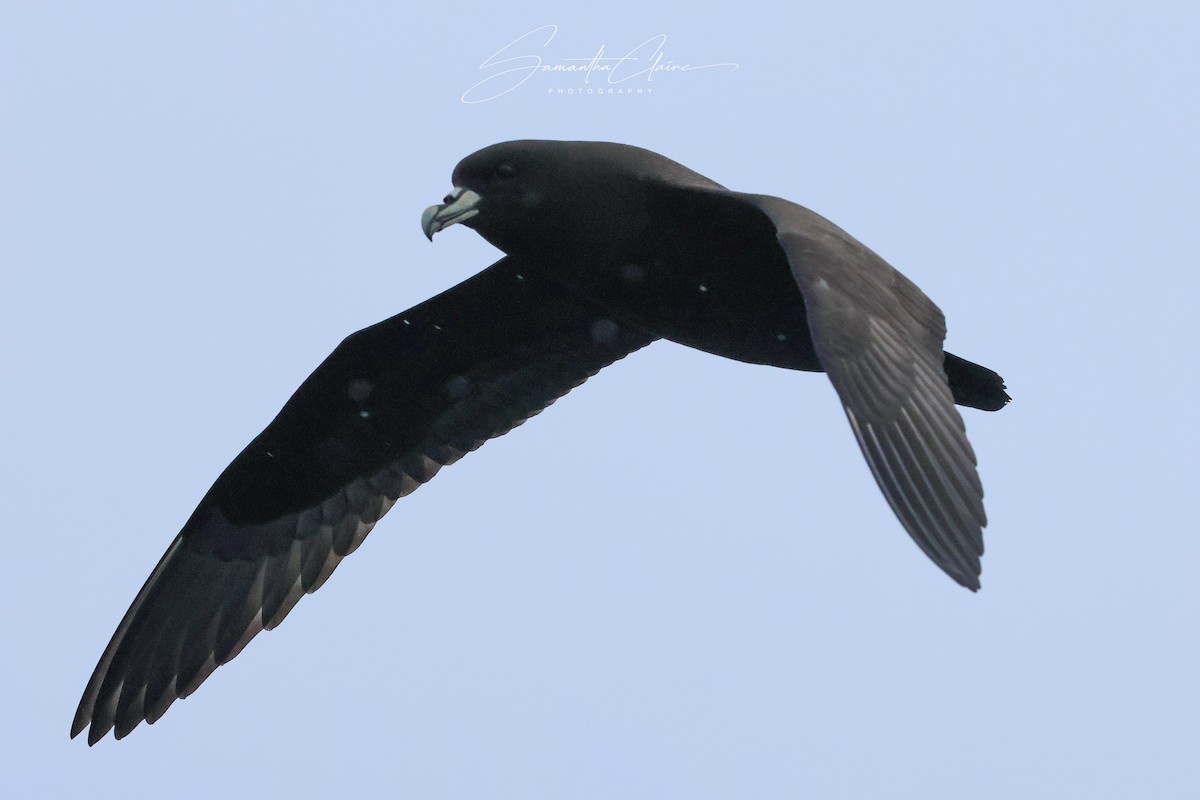 White-chinned Petrel - ML643752590