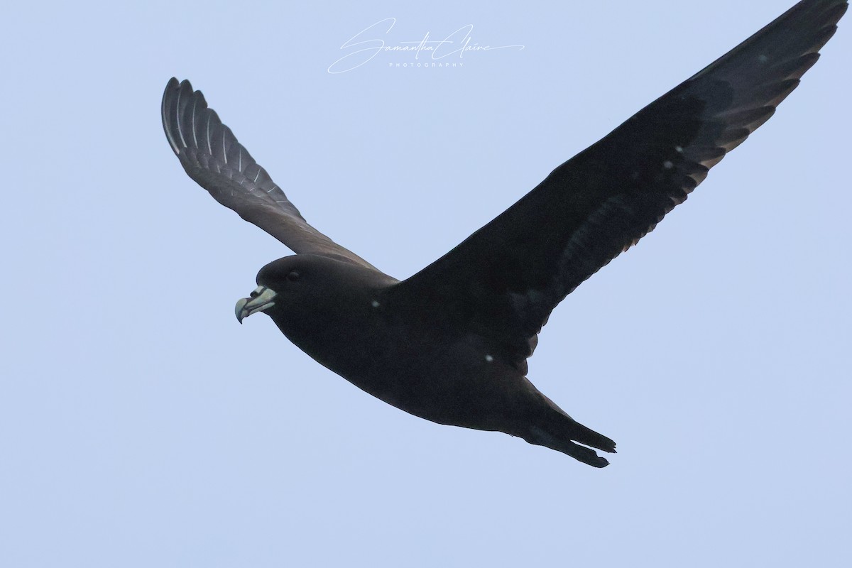 White-chinned Petrel - ML643752591