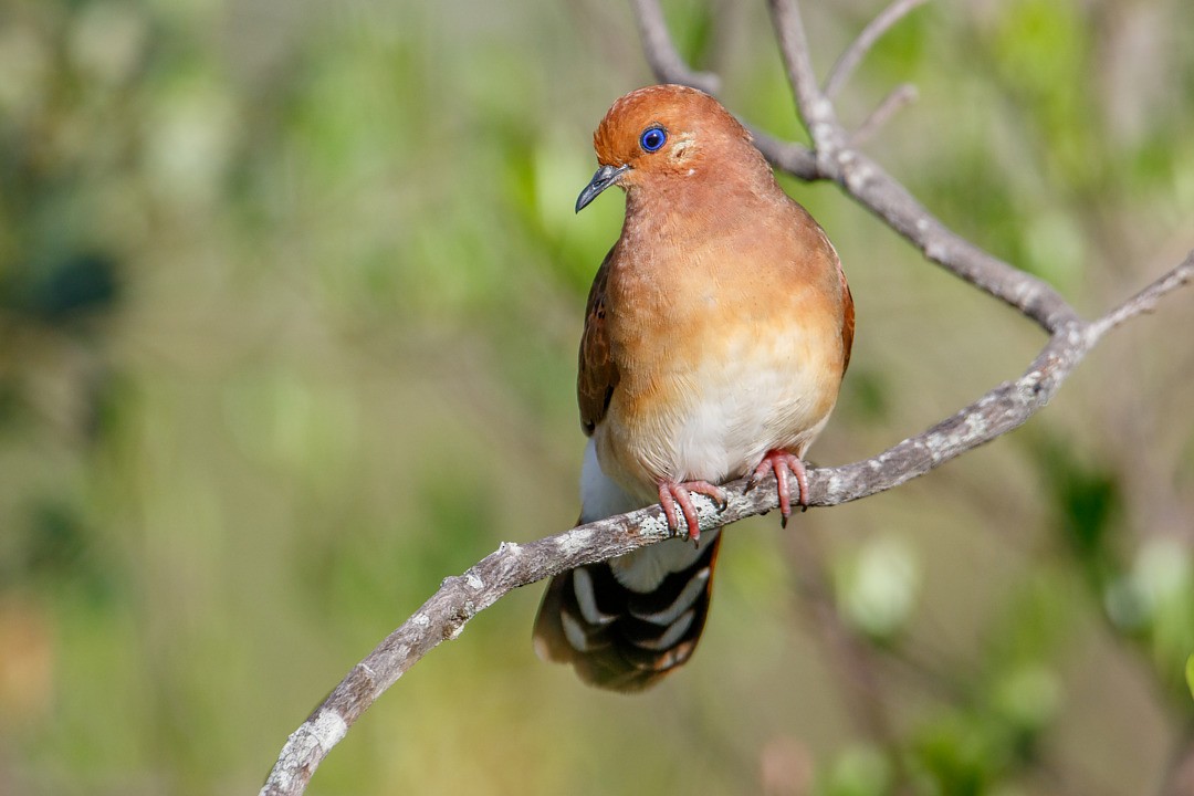 Blue-eyed Ground Dove - ML643752604
