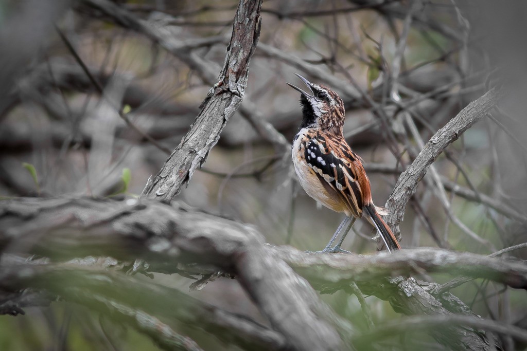 Stripe-backed Antbird - ML643752612