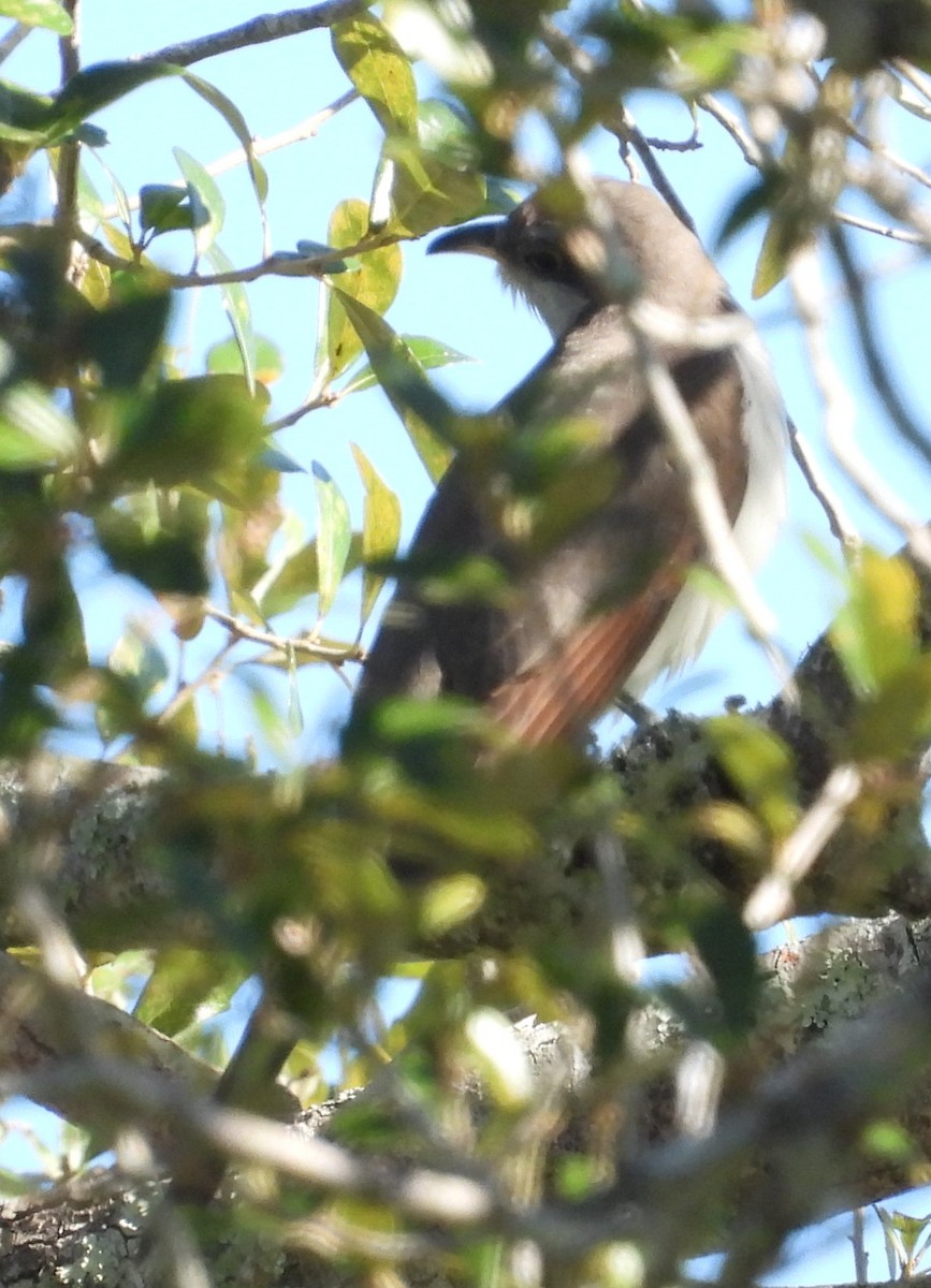 Yellow-billed Cuckoo - ML643752622
