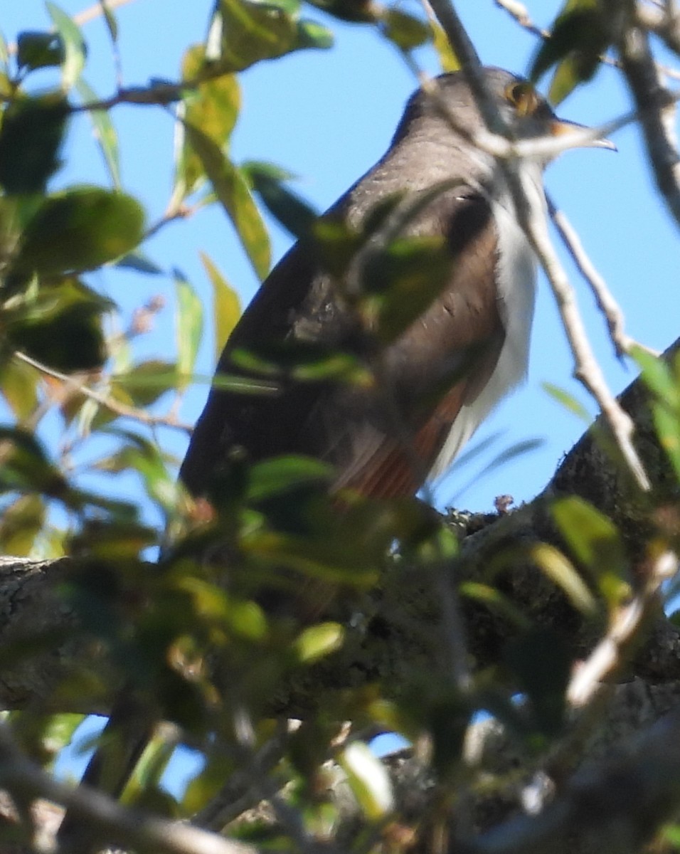 Yellow-billed Cuckoo - ML643752623